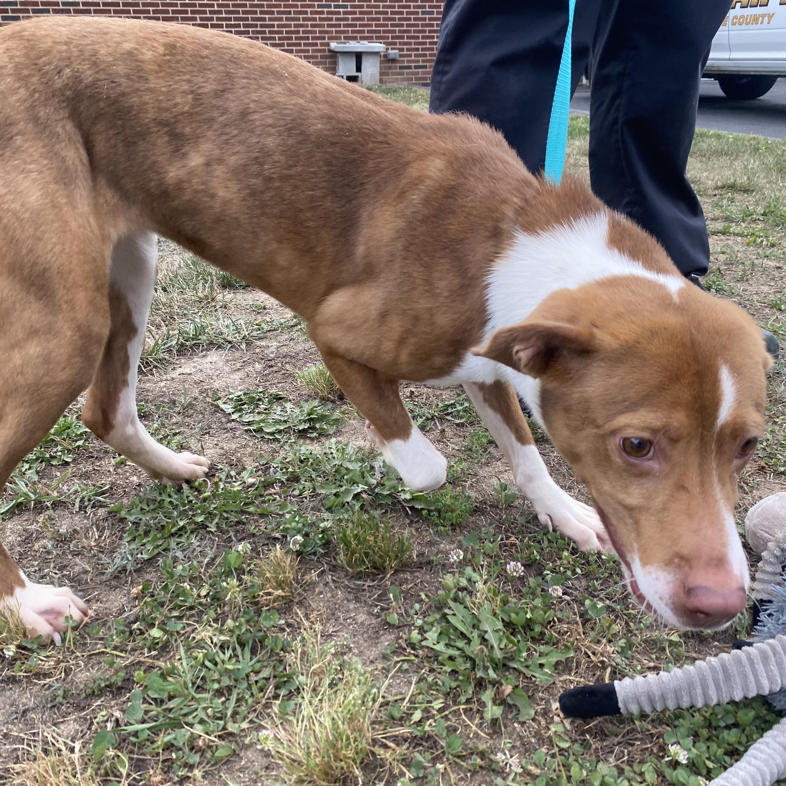 Charlie, a ADOPTABLE mixed breed in King George, VA image 6/6