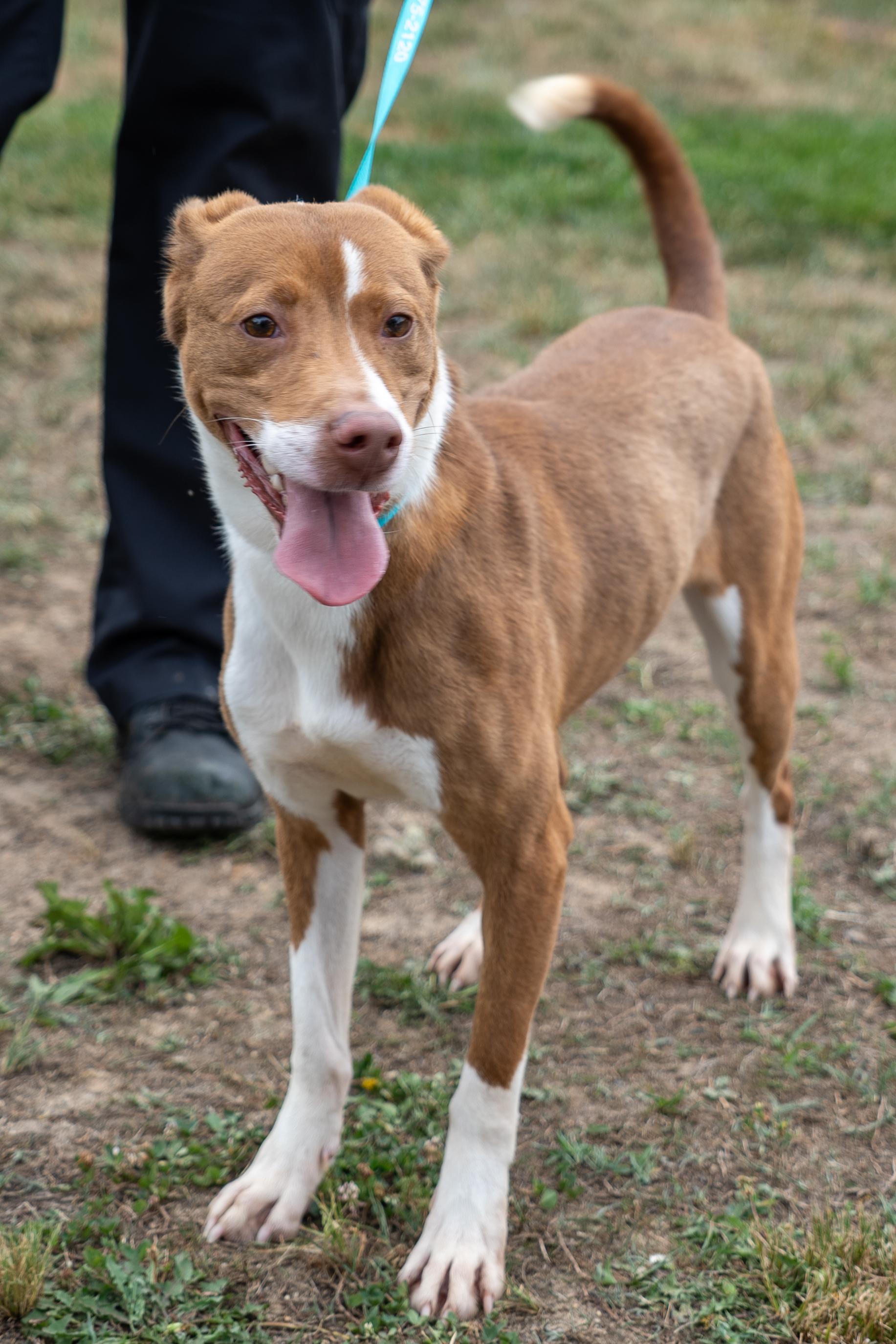 Charlie, ADOPTABLE, Young Female Chocolate Labrador Retriever.