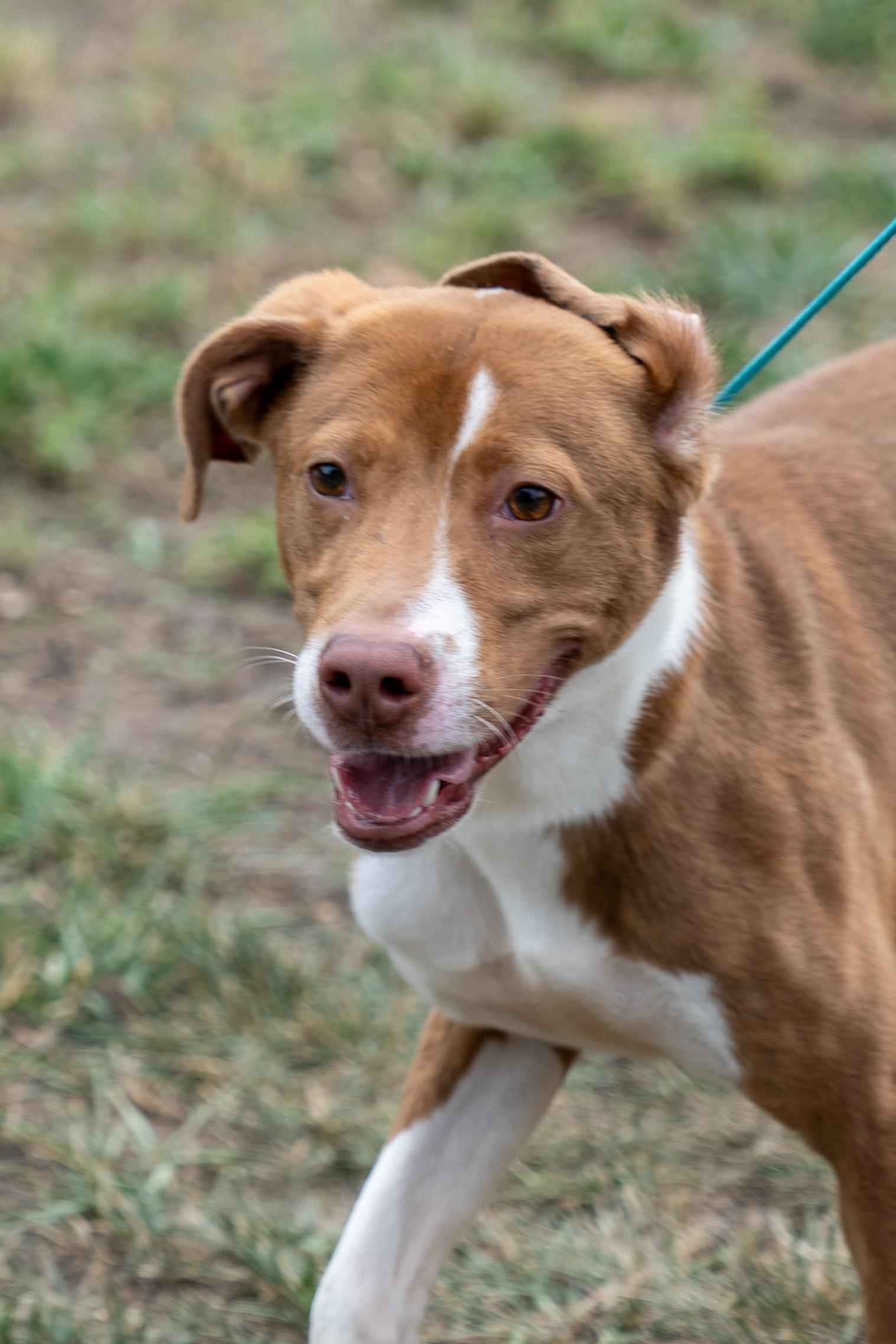Charlie, a ADOPTABLE mixed breed in King George, VA image 2/6