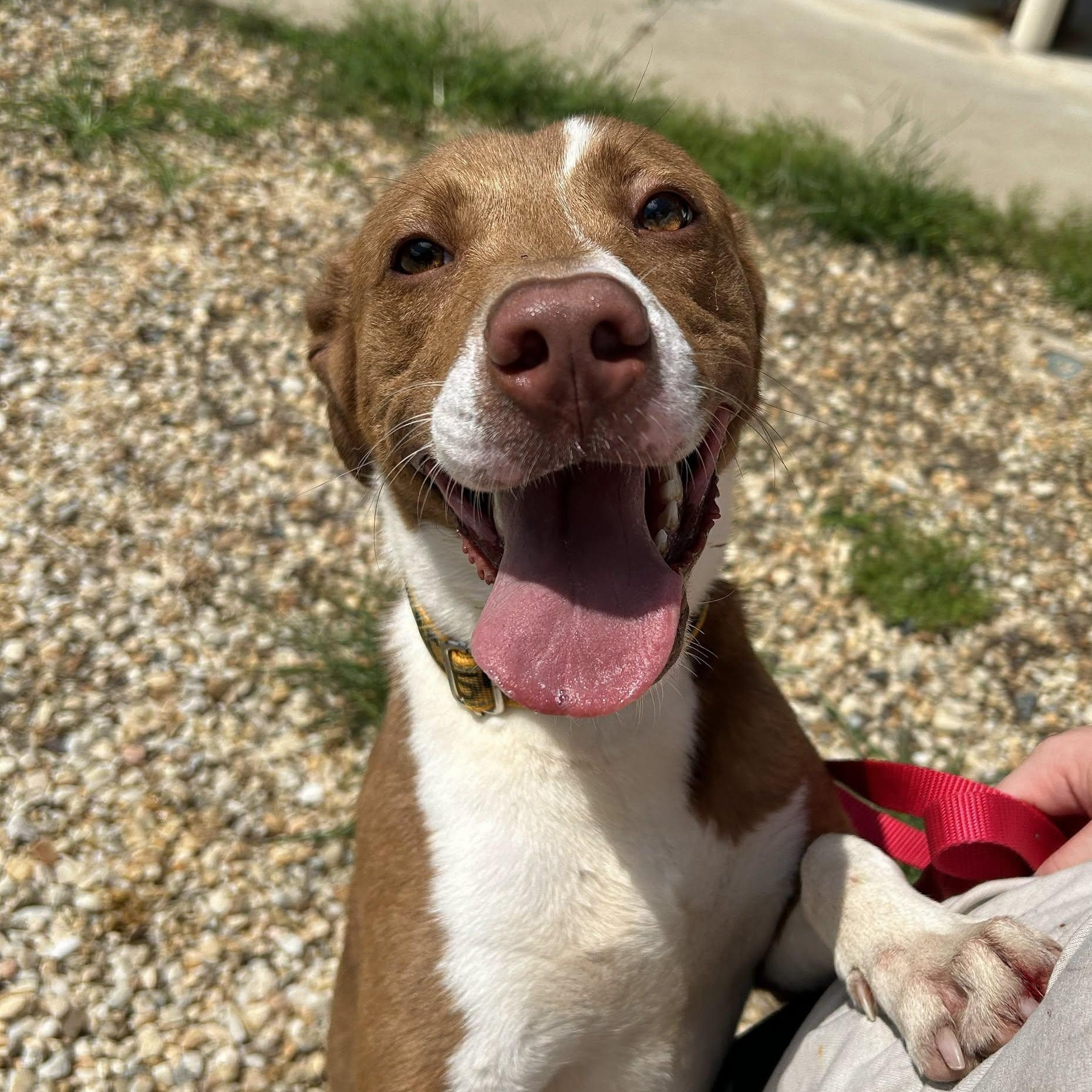 Charlie, adoptable, Young Female Chocolate Labrador Retriever.