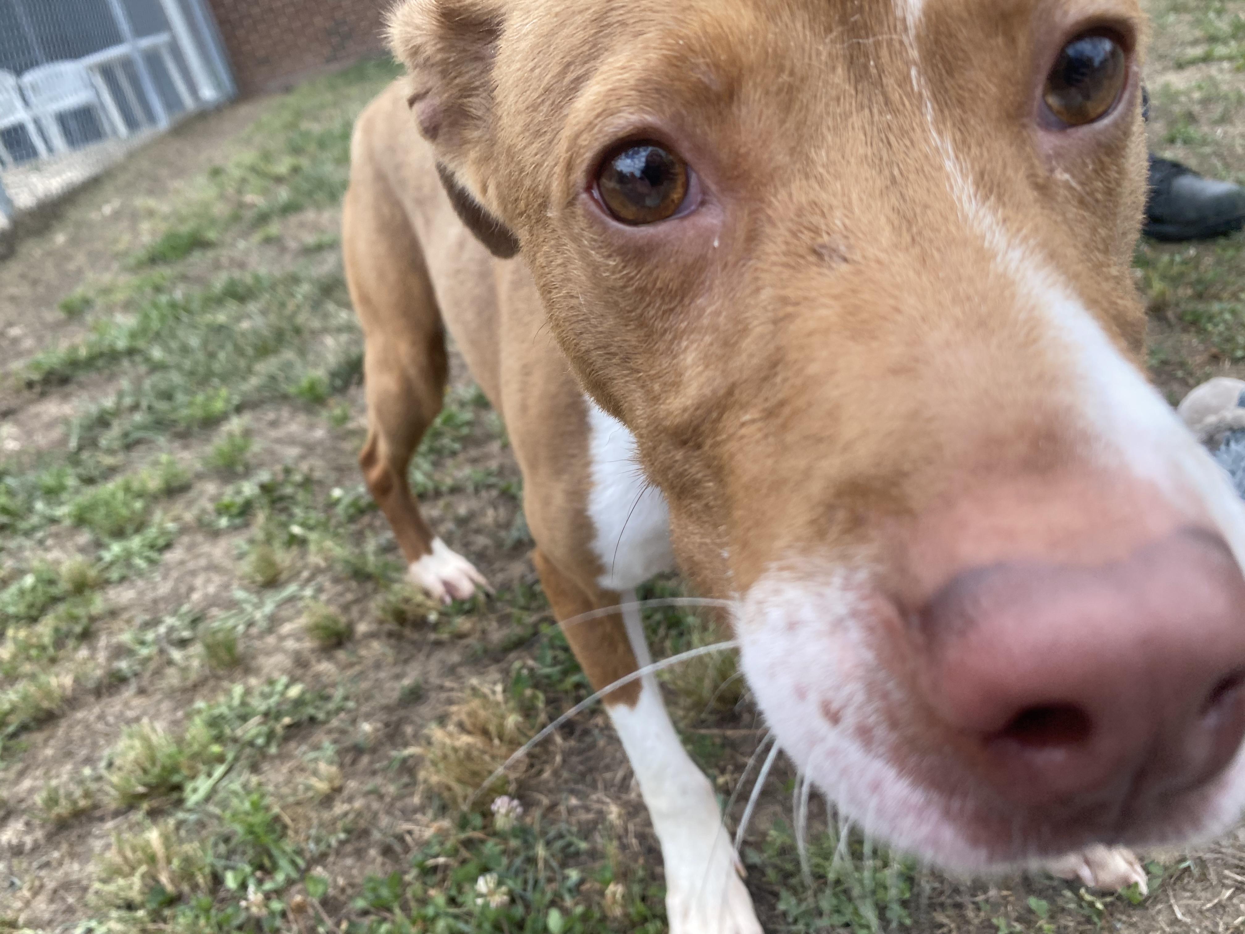 Charlie, a ADOPTABLE mixed breed in King George, VA image 5/6