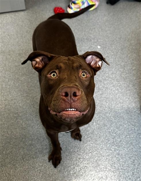 KIWI, Adoptable, Young Female Labrador Retriever & Pit Bull Terrier.