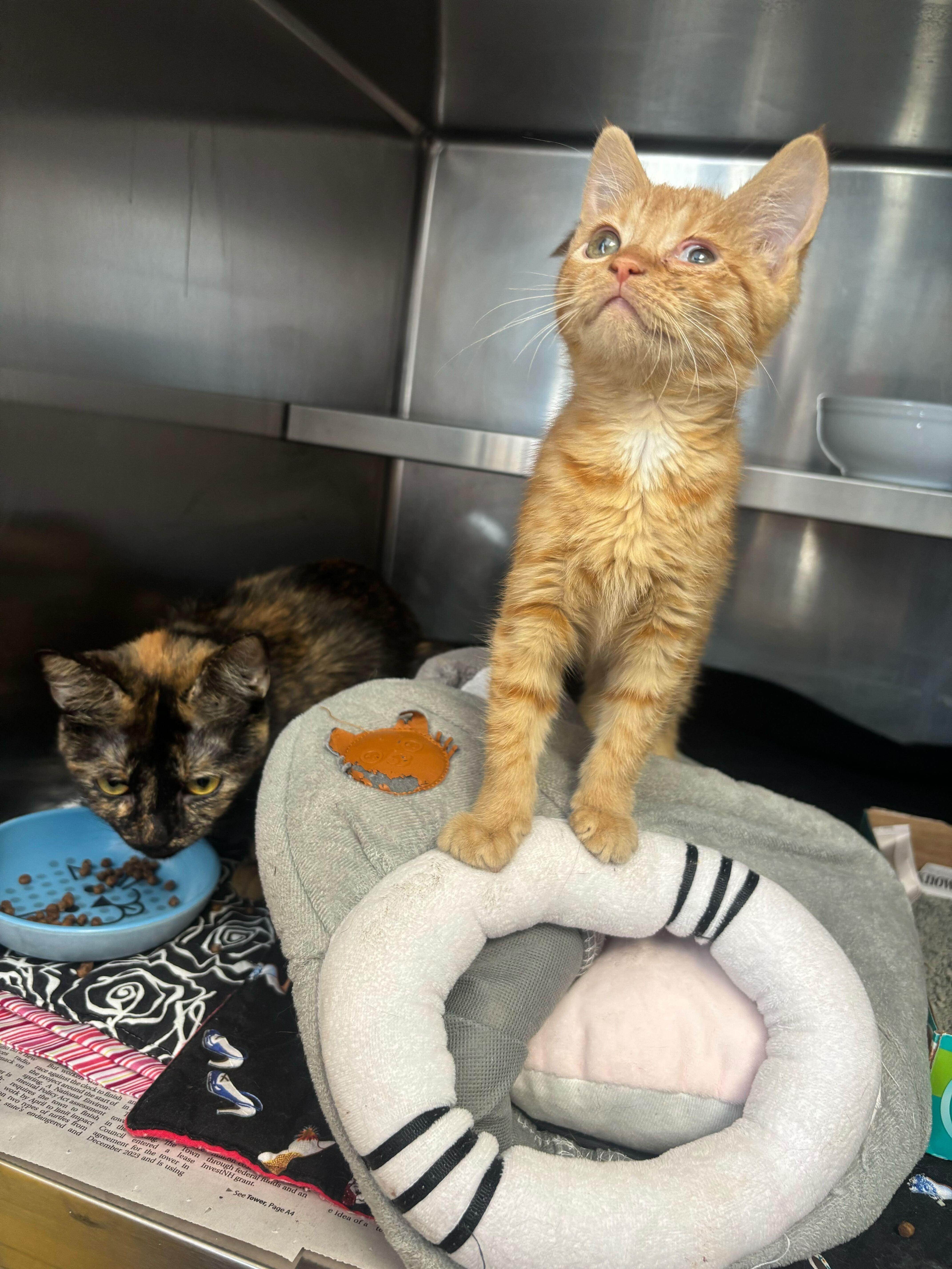 Enlarge Monet and Van Gogh, an adoption pending Domestic Short Hair in Manchester, NH image 1/1