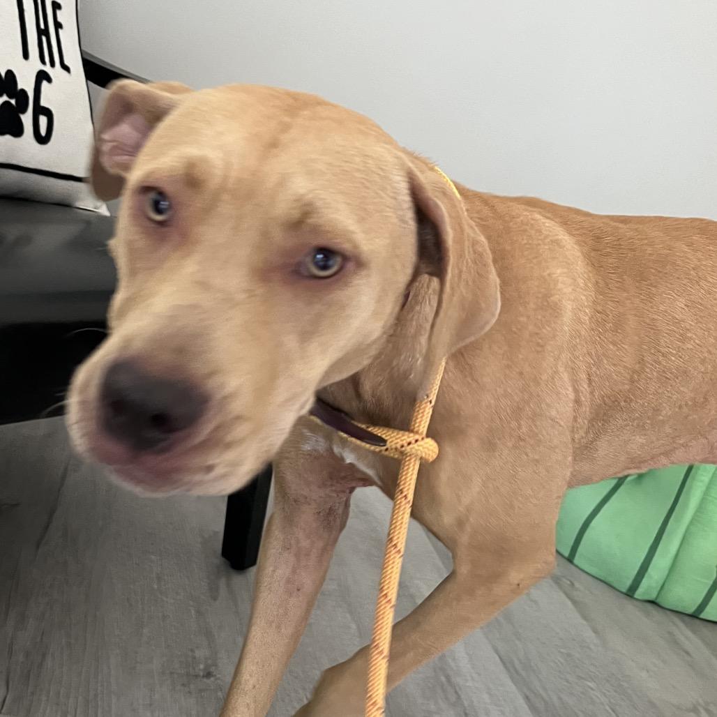 Enlarge Zoey, a Adoptable Pit Bull Terrier in Richmond Hill, GA image 2/5