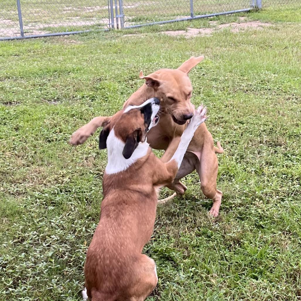 Enlarge Zoey, a Adoptable Pit Bull Terrier in Richmond Hill, GA image 3/5