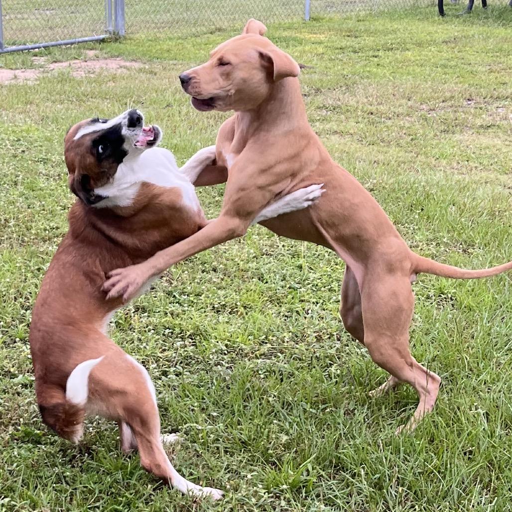 Enlarge Zoey, a Adoptable Pit Bull Terrier in Richmond Hill, GA image 4/5