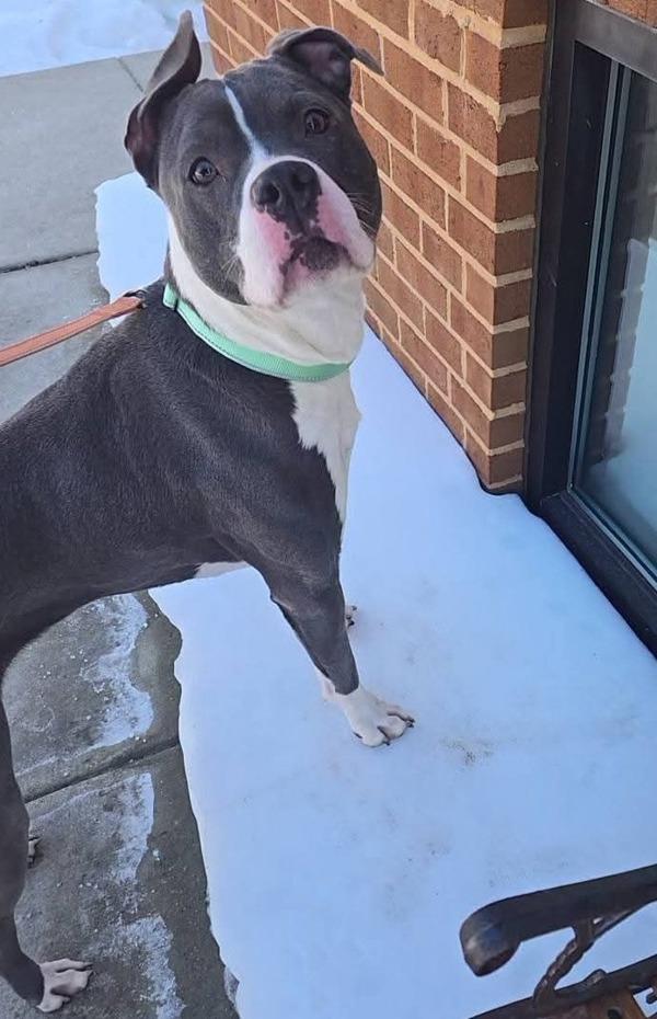 Leia, Adoptable, Adult Female Pit Bull Terrier.