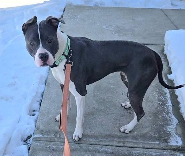 Enlarge Leia, a Adoptable mixed breed in Millersville, MD image 2/4