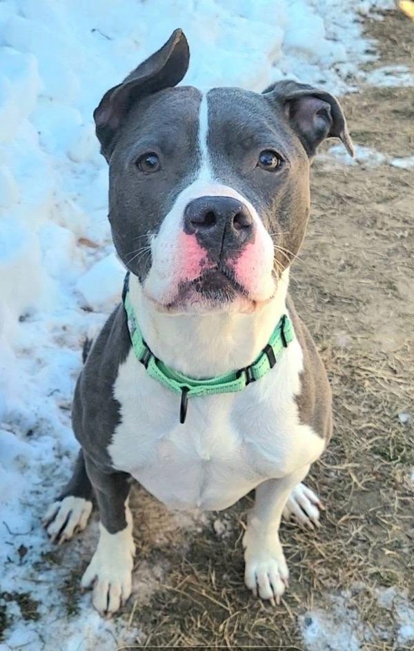 Enlarge Leia, a Adoptable mixed breed in Millersville, MD image 3/4