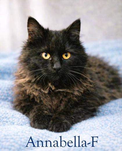anna belle, Adoptable, Adult Female Domestic Long Hair & Domestic Short Hair.