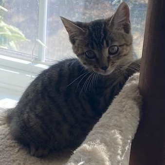 Hazel photo 1
