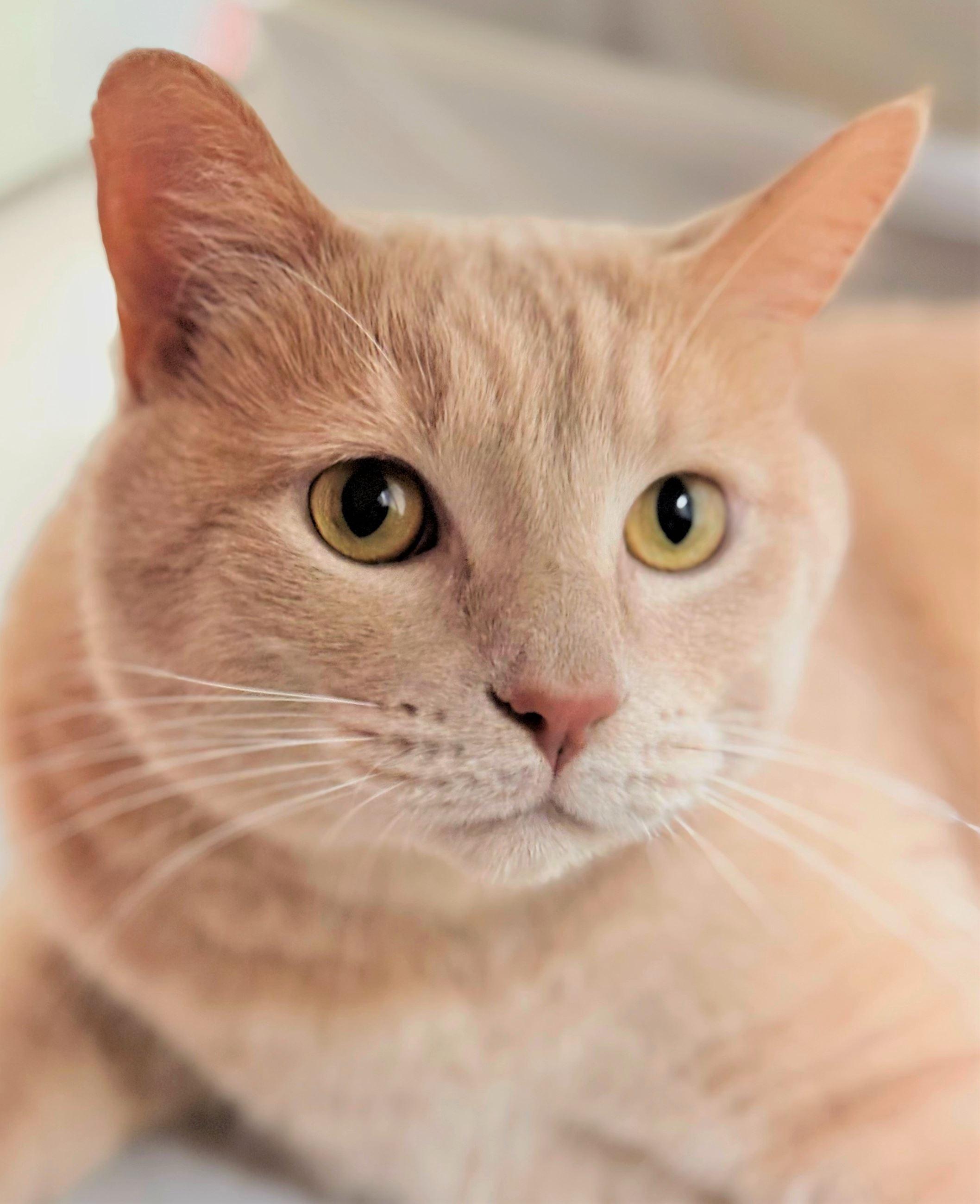 Sushi, an adopted Domestic Short Hair in Iowa City, IA image 1/2