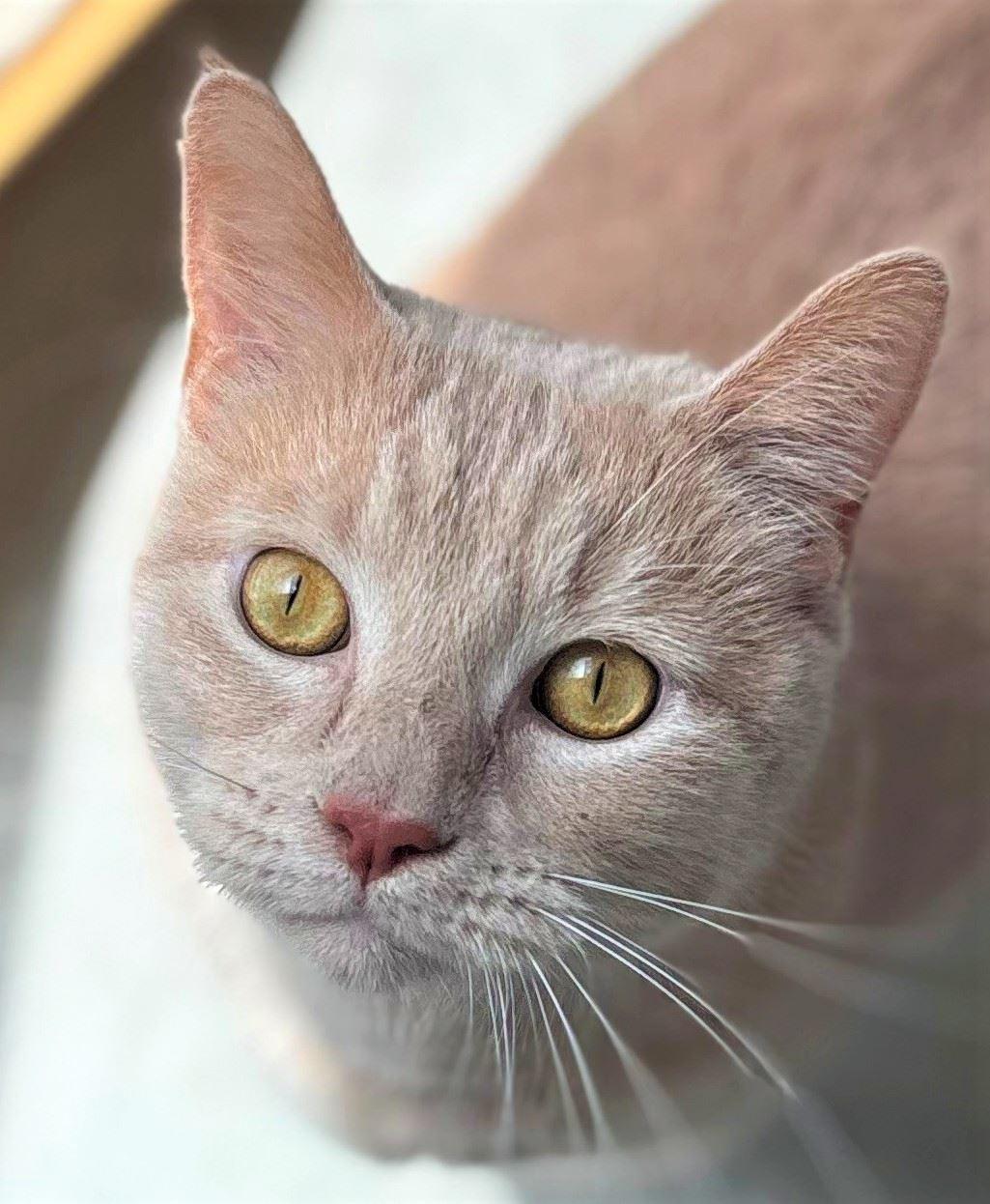 Sushi, an adopted Domestic Short Hair in Iowa City, IA image 2/2