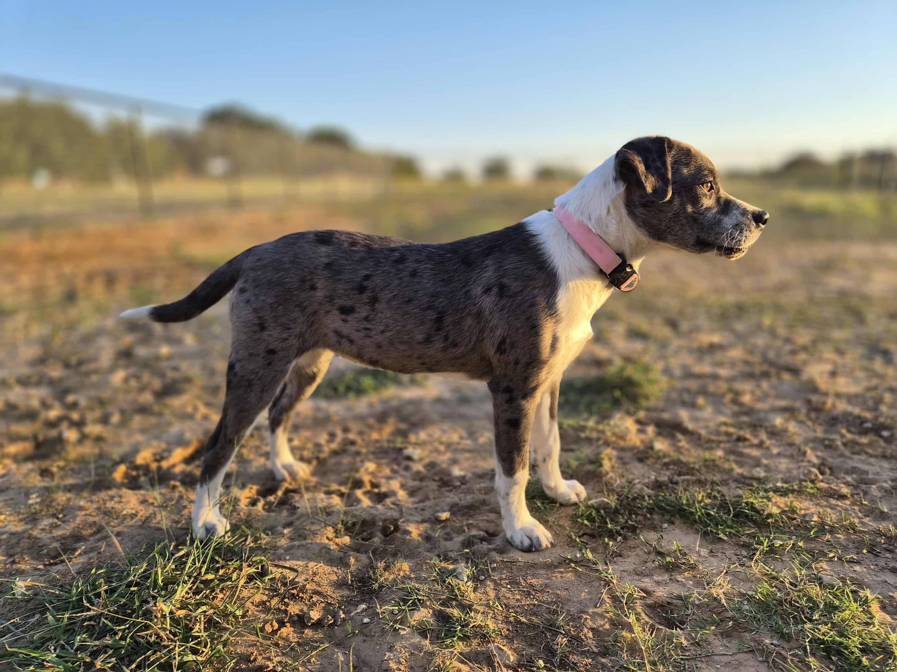Enlarge Punkin, a Adoptable mixed breed in Bowie, TX image 3/4