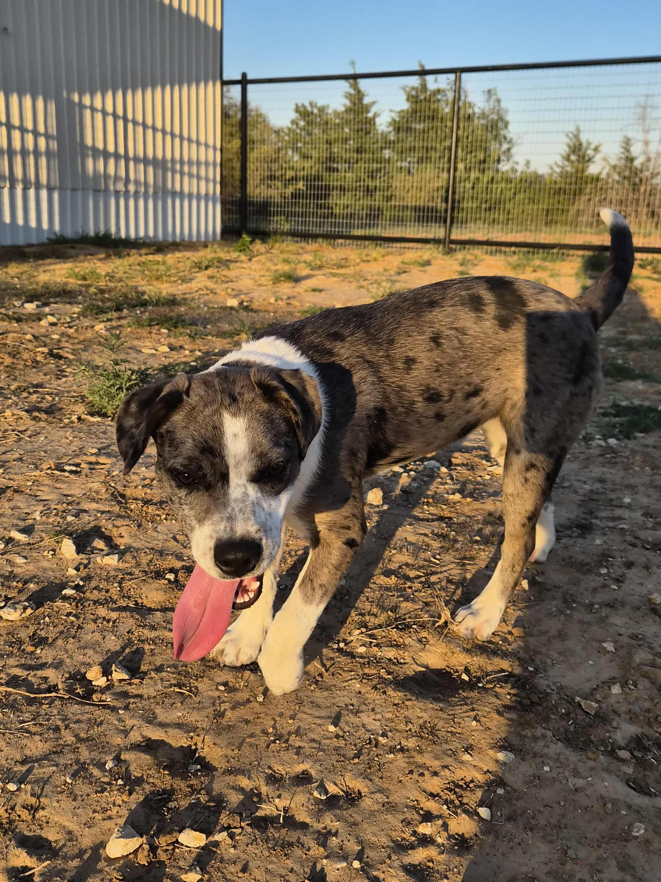 Enlarge Punkin, a Adoptable mixed breed in Bowie, TX image 4/4