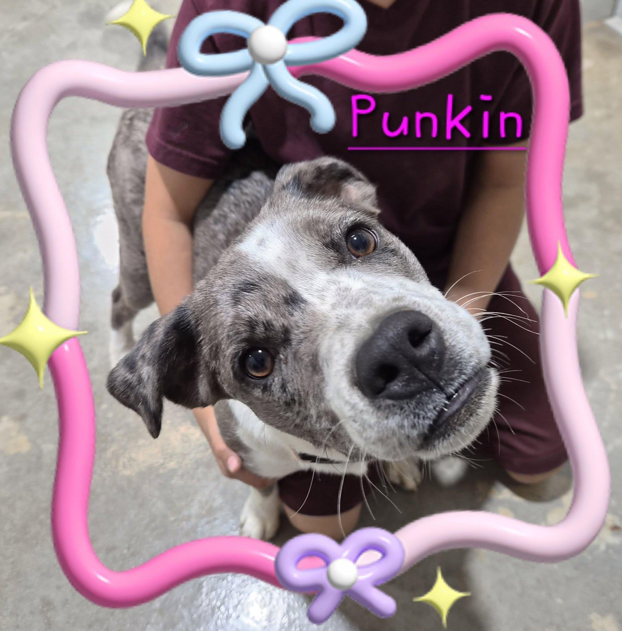 Enlarge Punkin, a Adoptable mixed breed in Bowie, TX image 1/4