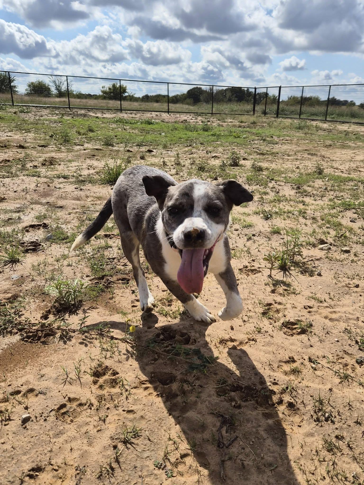 Enlarge Punkin, a Adoptable mixed breed in Bowie, TX image 2/4
