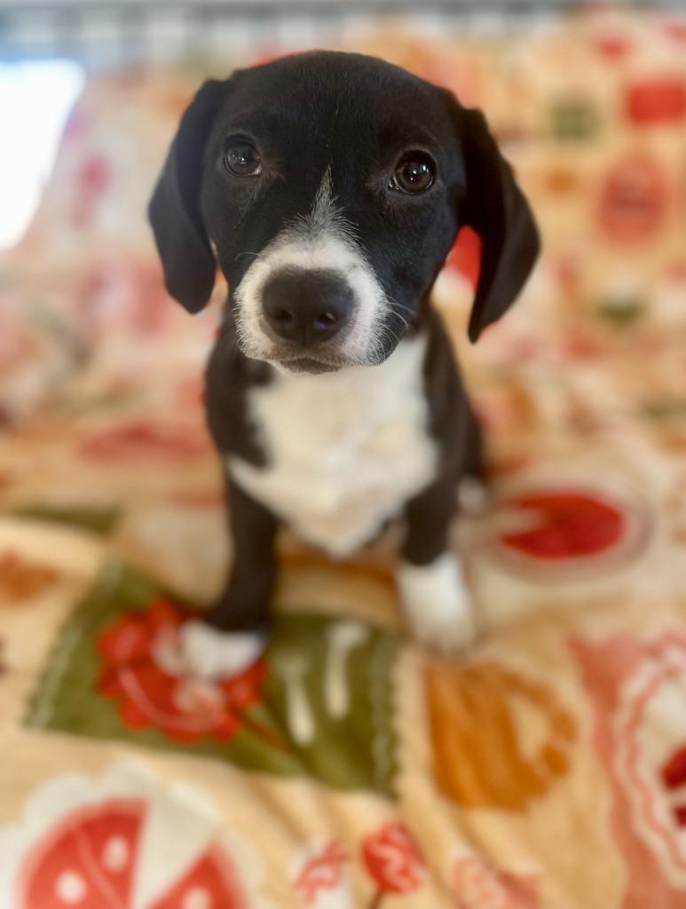 Armani, Adoptable, Puppy Female Dachshund & Hound.