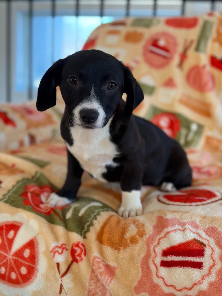 Enlarge Armani, a Adoptable mixed breed in Hudson, NY image 2/2