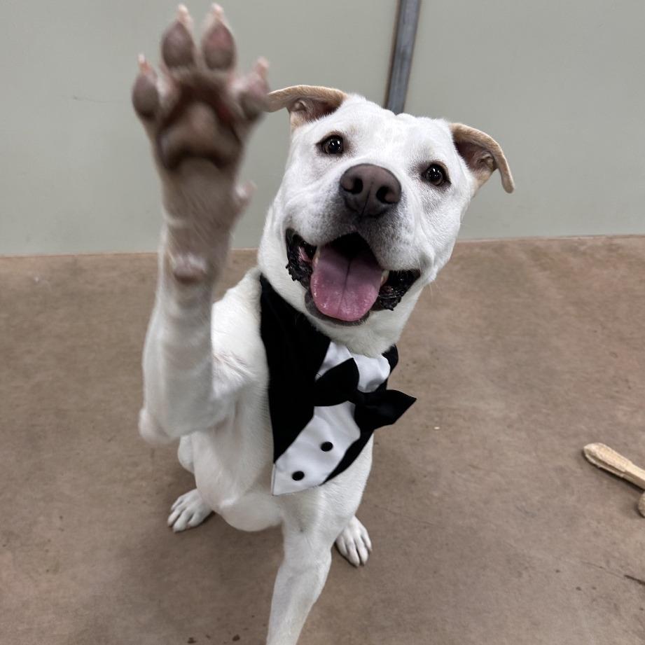 Wizard, Adoptable, Adult Male Mixed Breed.