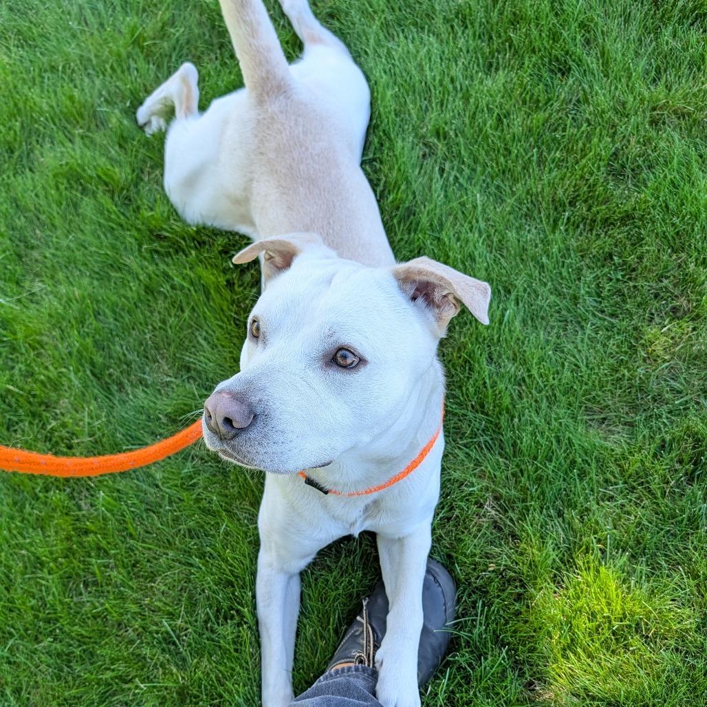Wizard, a Adoptable Mixed Breed in Spokane, WA image 2/6