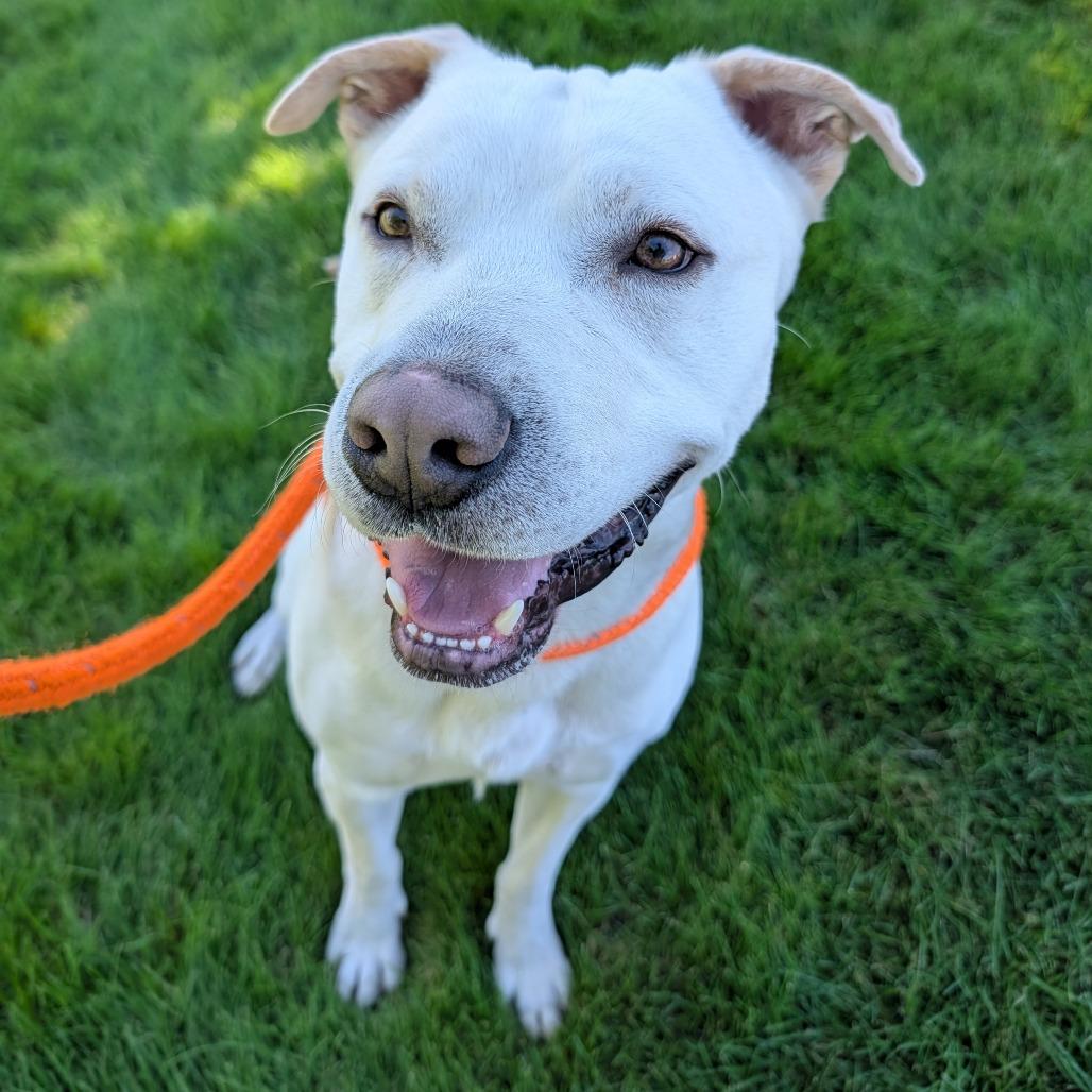Wizard, a Adoptable Mixed Breed in Spokane, WA image 3/6