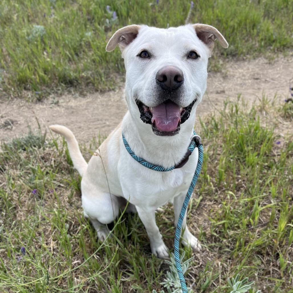 Wizard, a Adoptable Mixed Breed in Spokane, WA image 4/6