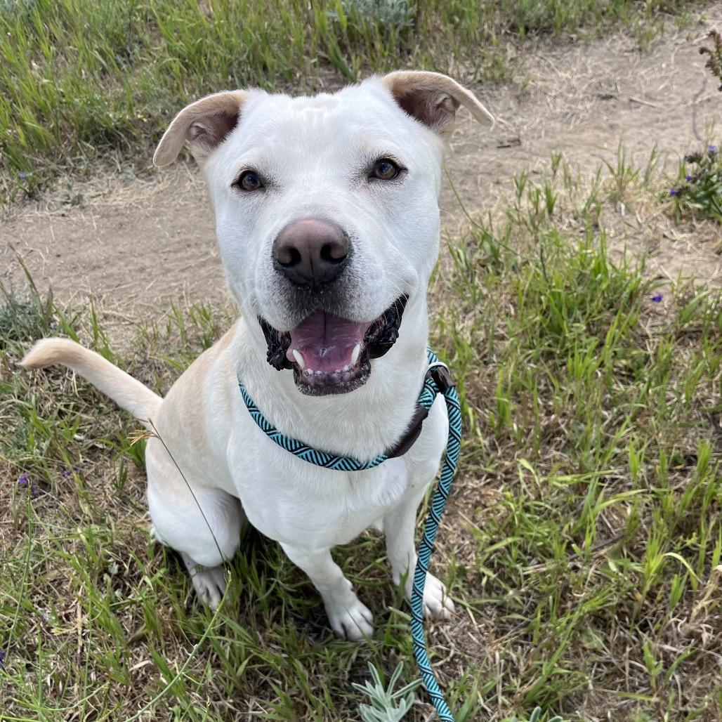 Wizard, a Adoptable Mixed Breed in Spokane, WA image 5/6