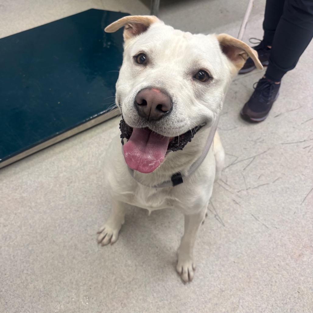 Wizard, a Adoptable Mixed Breed in Spokane, WA image 6/6