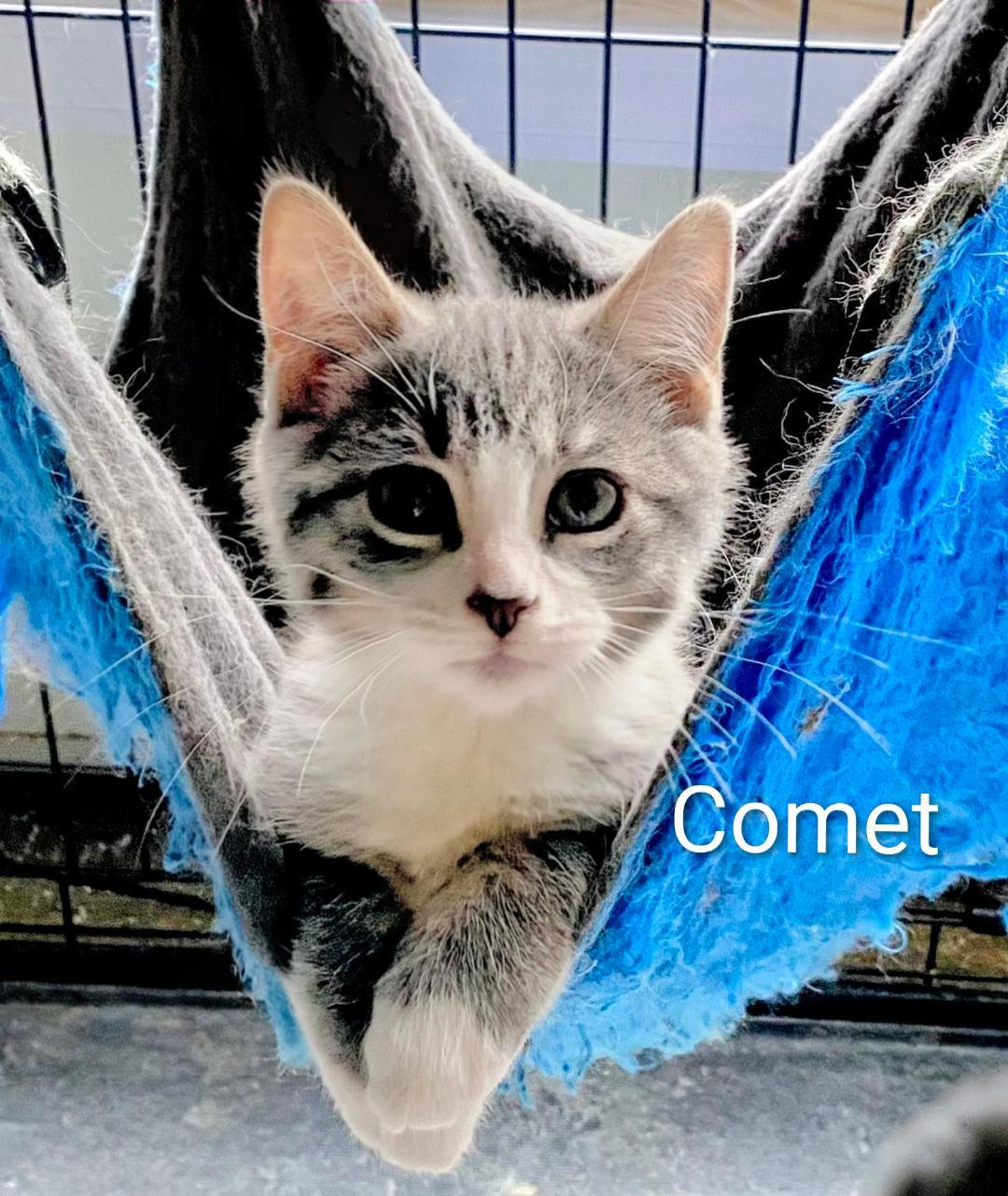 Comet, Adoptable, Young Male Domestic Short Hair.