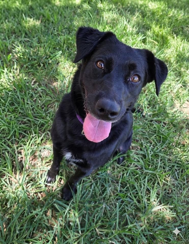 Prairie, adopted, Adult Female Black Labrador Retriever & Australian Kelpie.