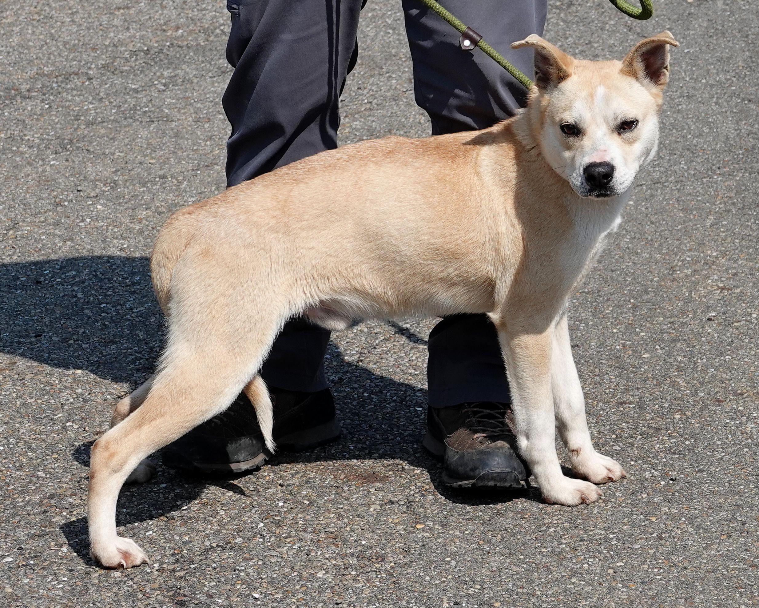Enlarge Moss, a ADOPTABLE mixed breed in Millfield, OH image 3/4