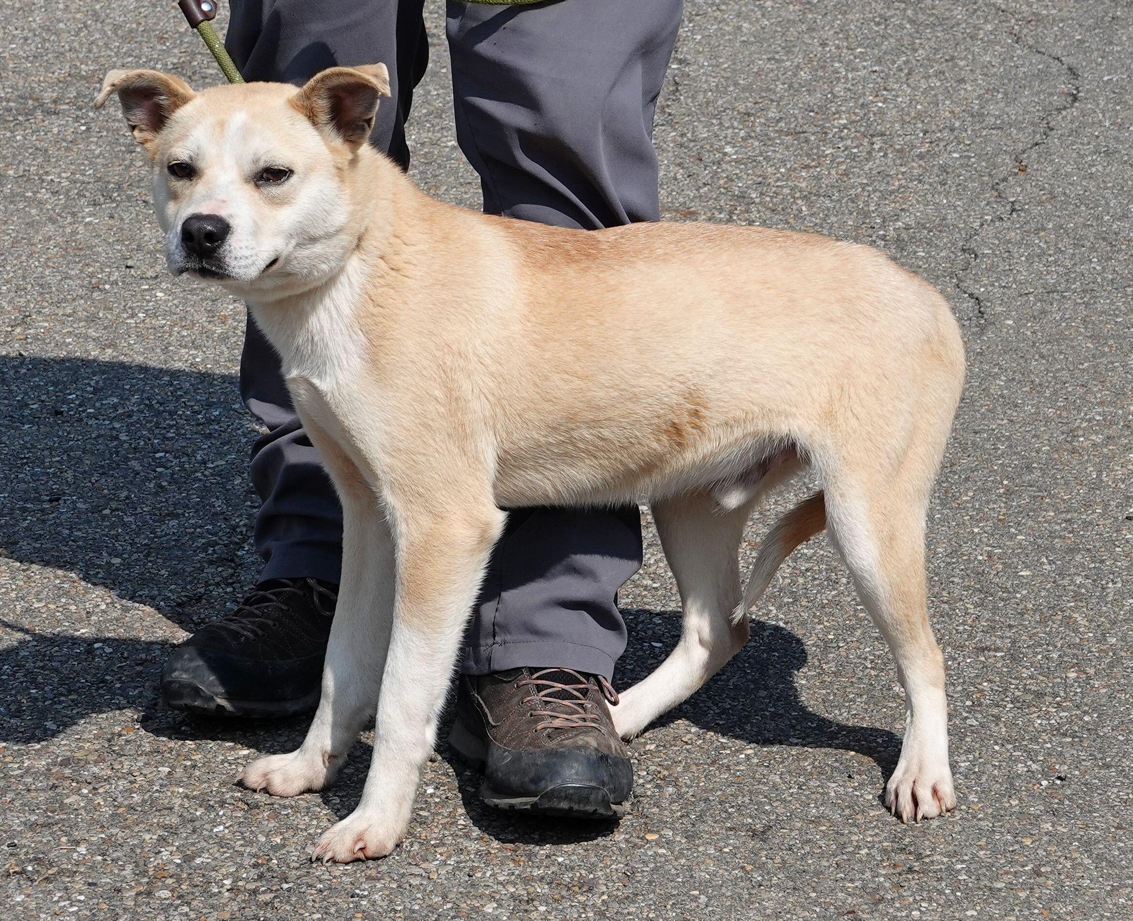 Enlarge Moss, a ADOPTABLE mixed breed in Millfield, OH image 2/4