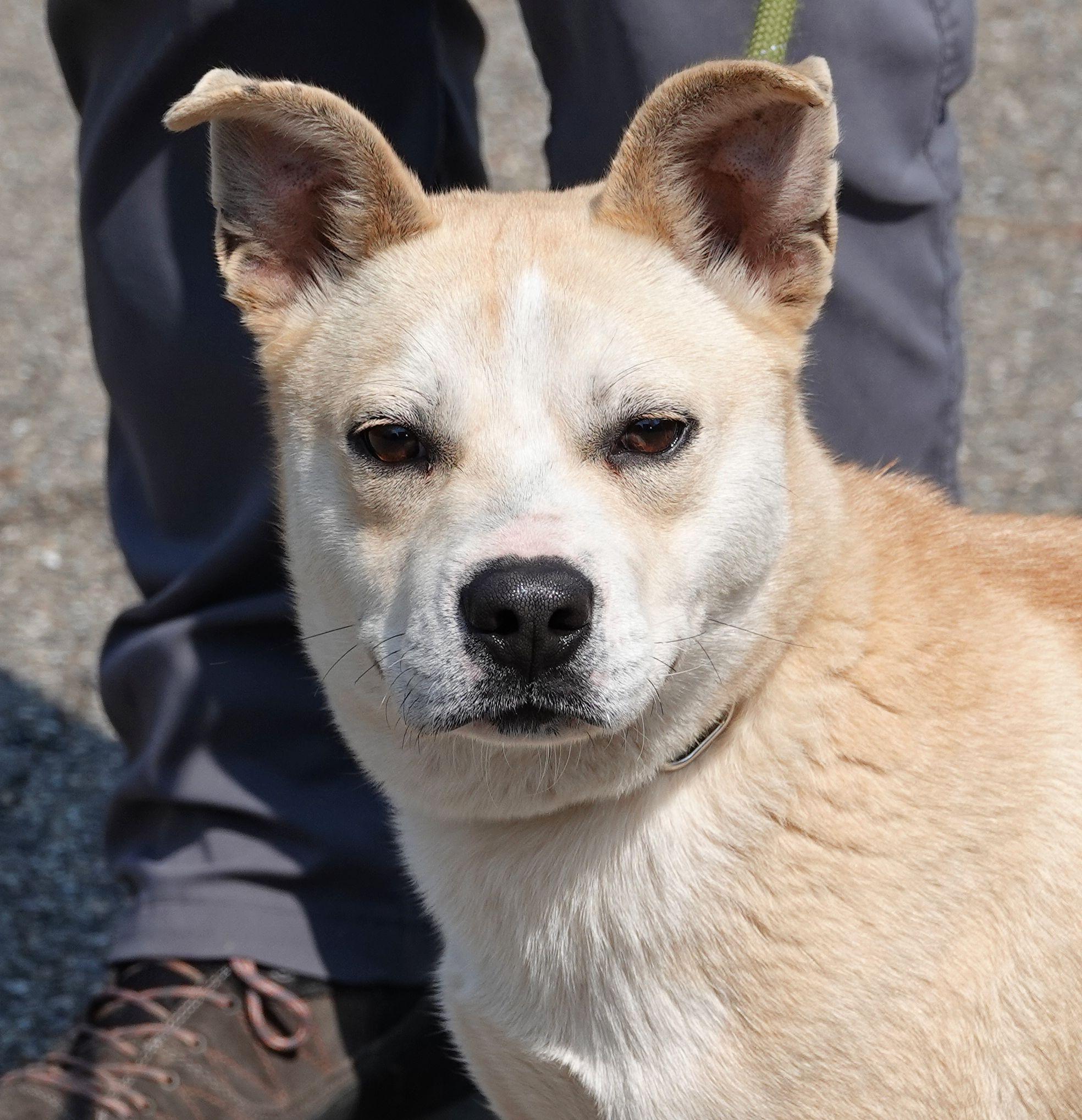 Enlarge Moss, a ADOPTABLE mixed breed in Millfield, OH image 1/4