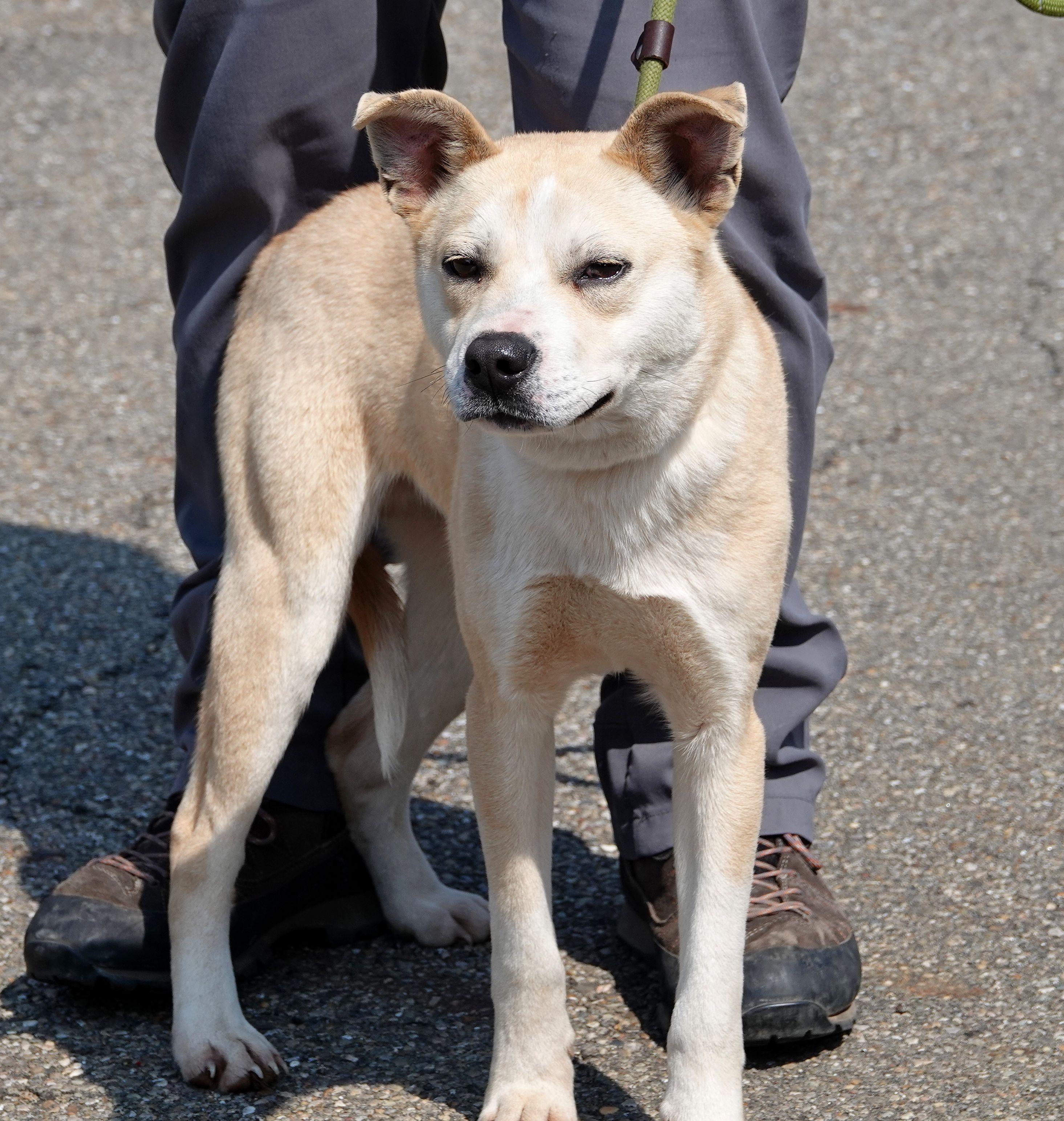 Enlarge Moss, a ADOPTABLE mixed breed in Millfield, OH image 4/4