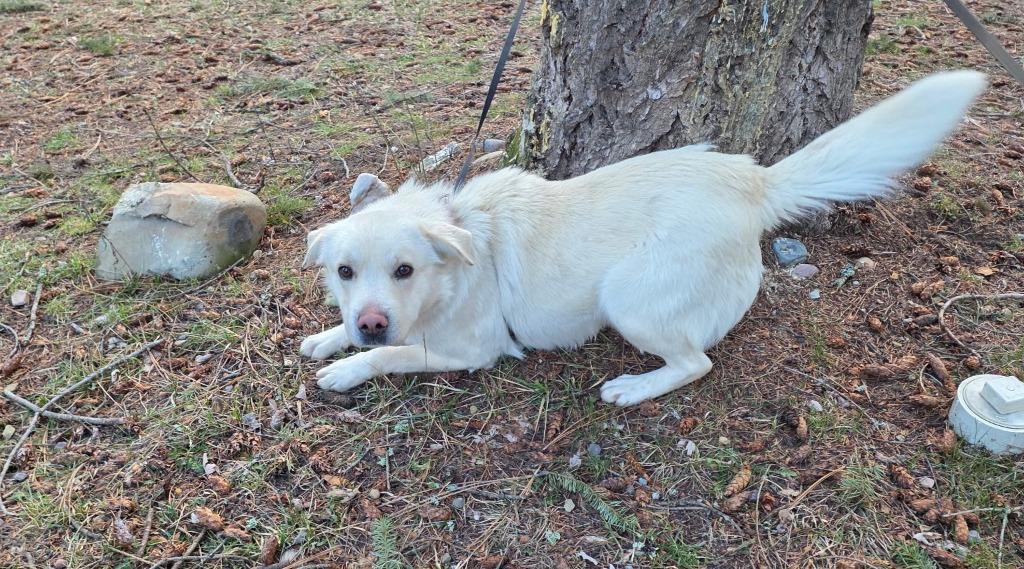 Enlarge Granger, a Adoptable Retriever in Thompson Falls, MT image 1/5