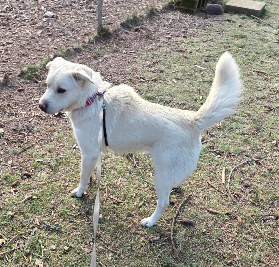 Enlarge Granger, a Adoptable Retriever in Thompson Falls, MT image 2/5