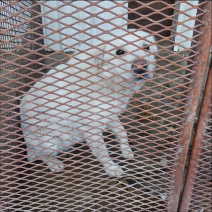 Enlarge Granger, a Adoptable Retriever in Thompson Falls, MT image 3/5