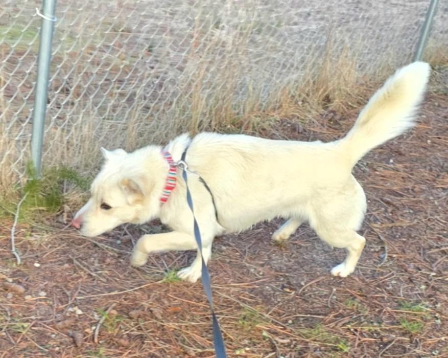 Enlarge Granger, a Adoptable Retriever in Thompson Falls, MT image 5/5