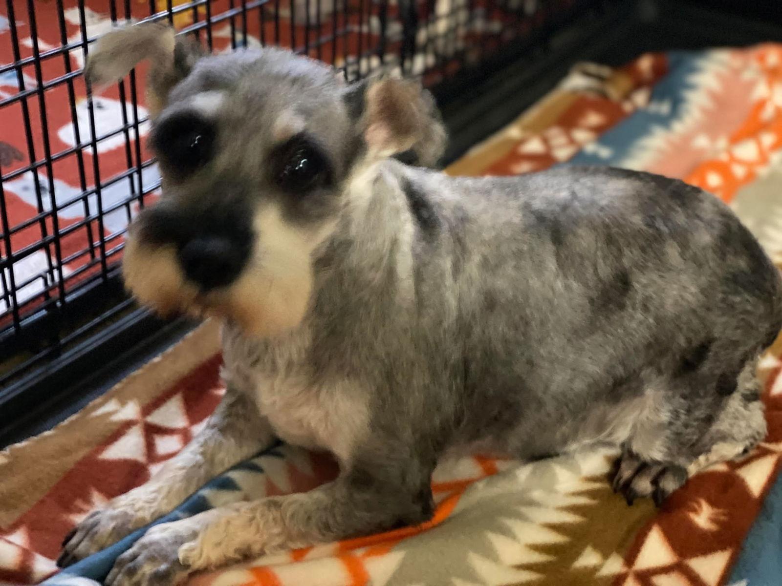 Shelly, Adopted, Young Female Schnauzer.