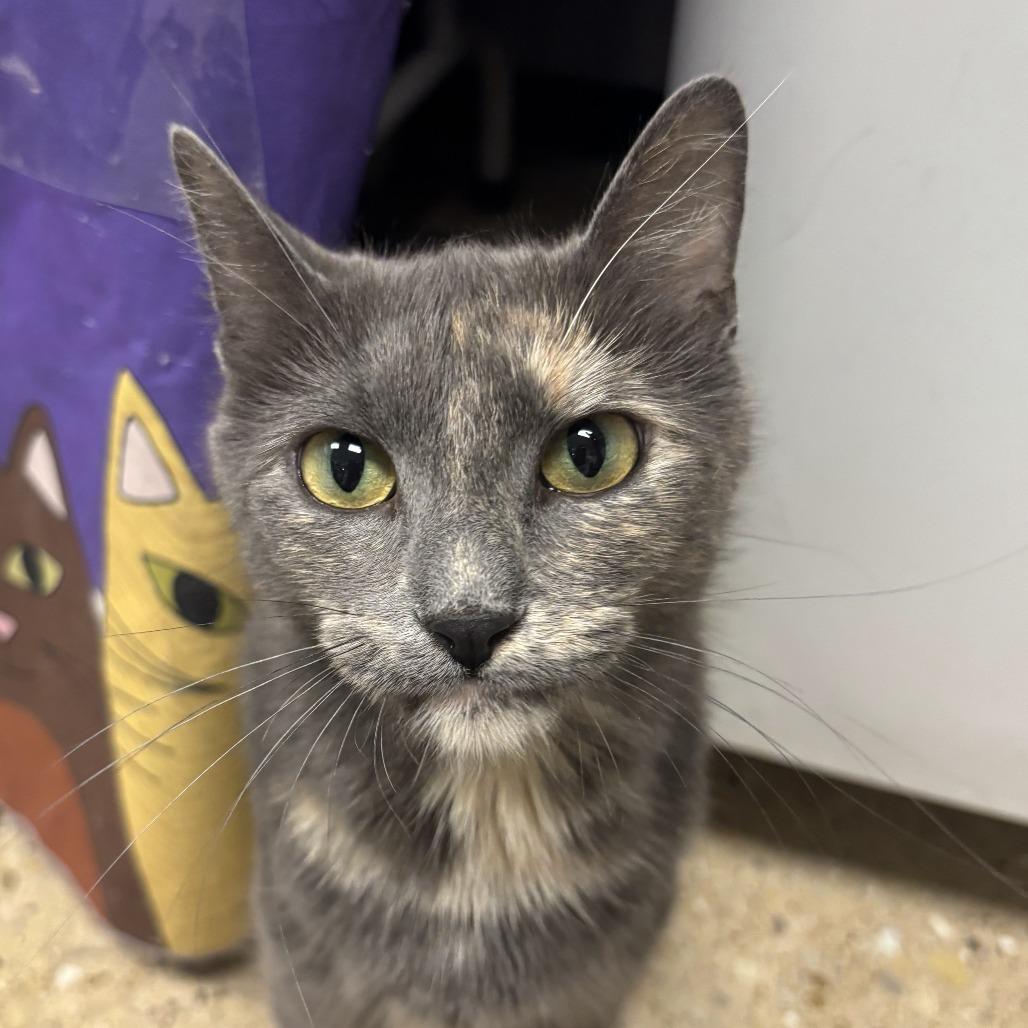 Enlarge Storm, a Adoptable Domestic Short Hair in Downers Grove, IL image 1/2