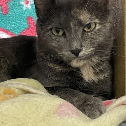 Enlarge Storm, a Adoptable Domestic Short Hair in Downers Grove, IL image 2/2