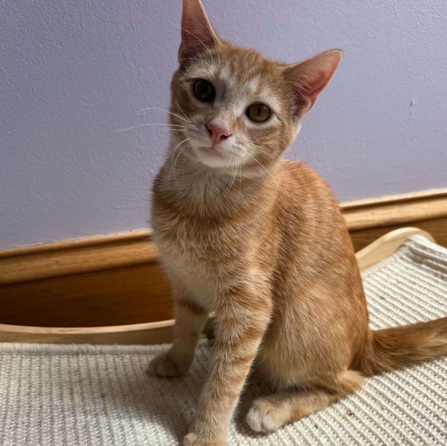 Seed (cat cafe), Adopted, Kitten Male Domestic Short Hair.