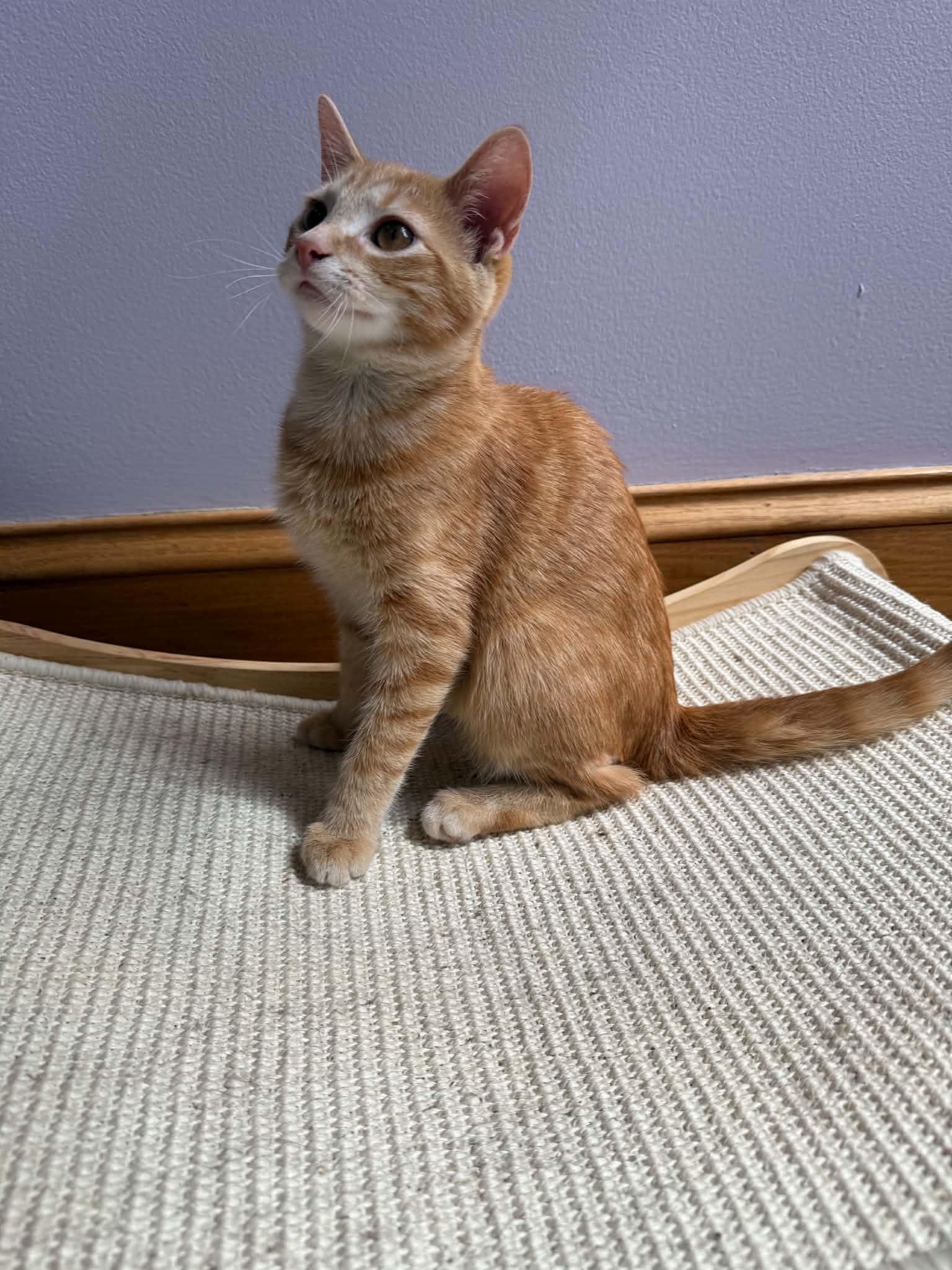 Enlarge Seed (cat cafe), a Adopted Domestic Short Hair in West Lafayette, IN image 2/5