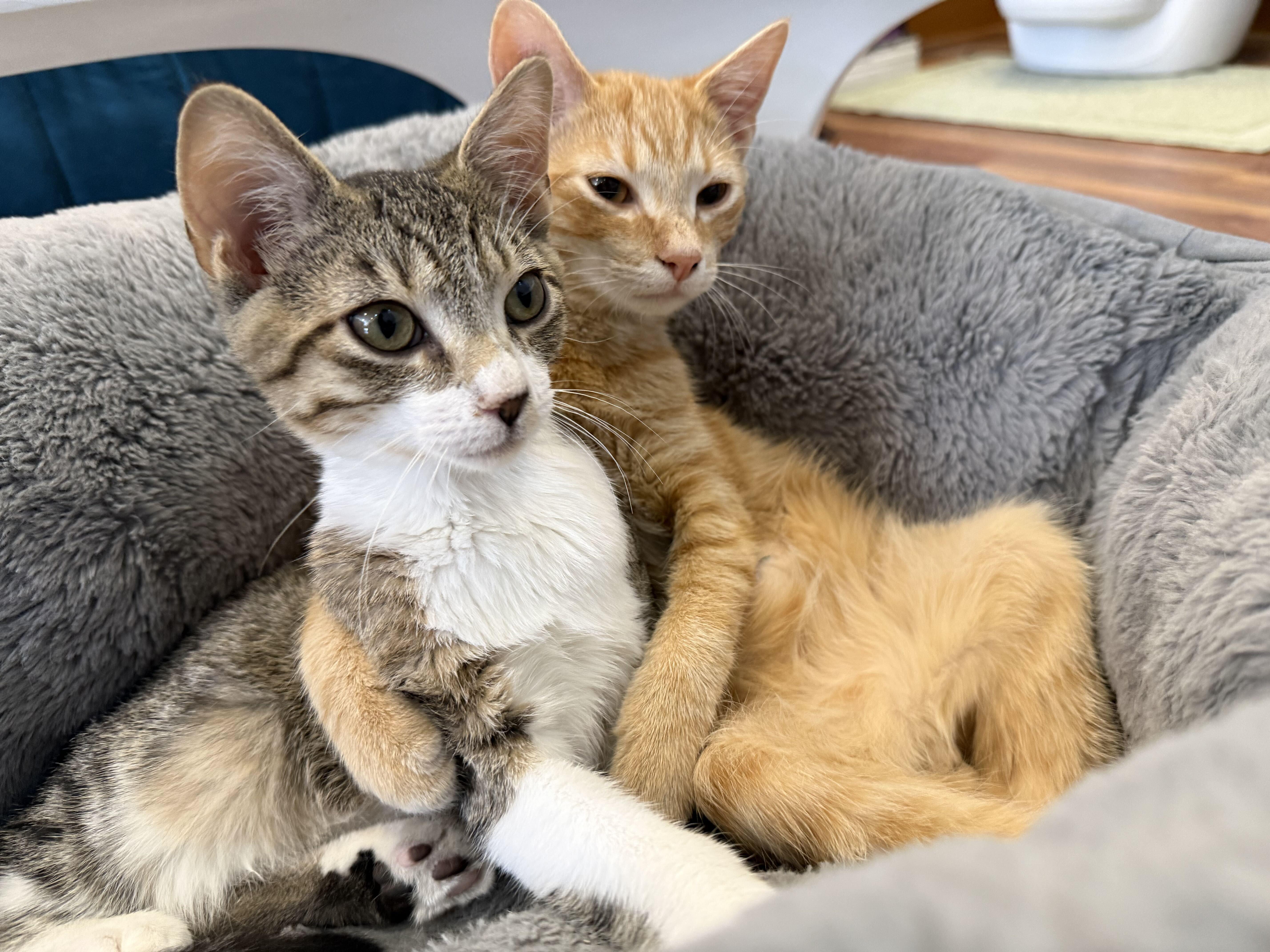 Enlarge Seed (cat cafe), a Adopted Domestic Short Hair in West Lafayette, IN image 5/5