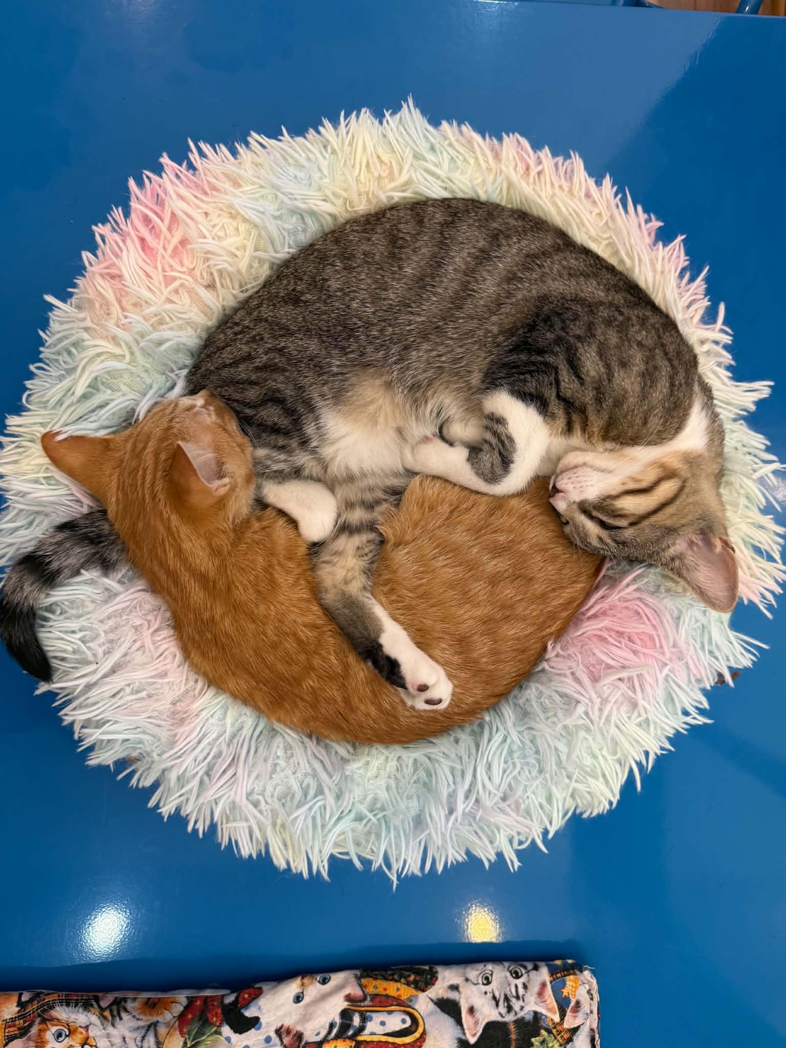 Enlarge Seed (cat cafe), a Adopted Domestic Short Hair in West Lafayette, IN image 4/5