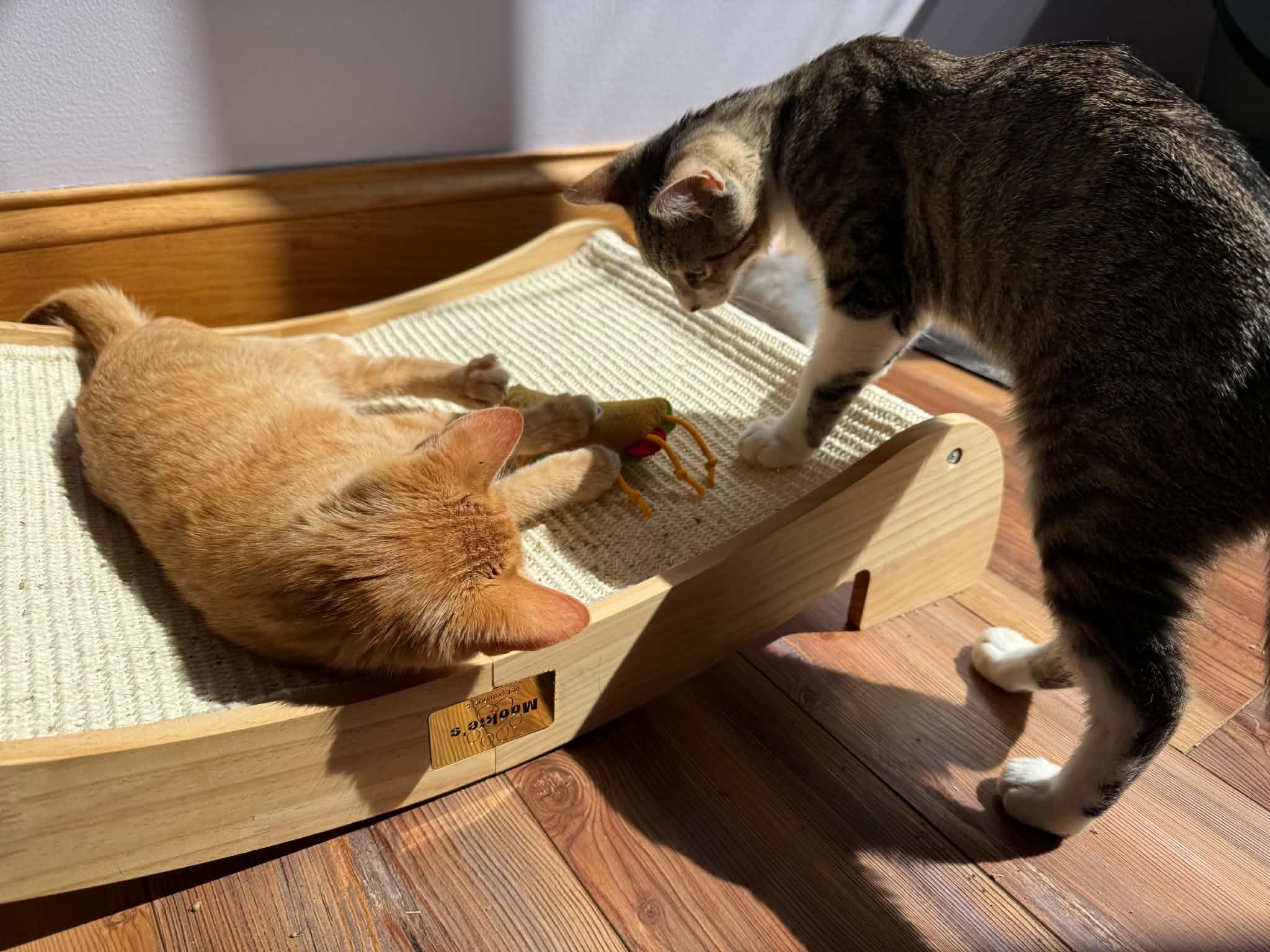 Enlarge Seed (cat cafe), a Adopted Domestic Short Hair in West Lafayette, IN image 3/5
