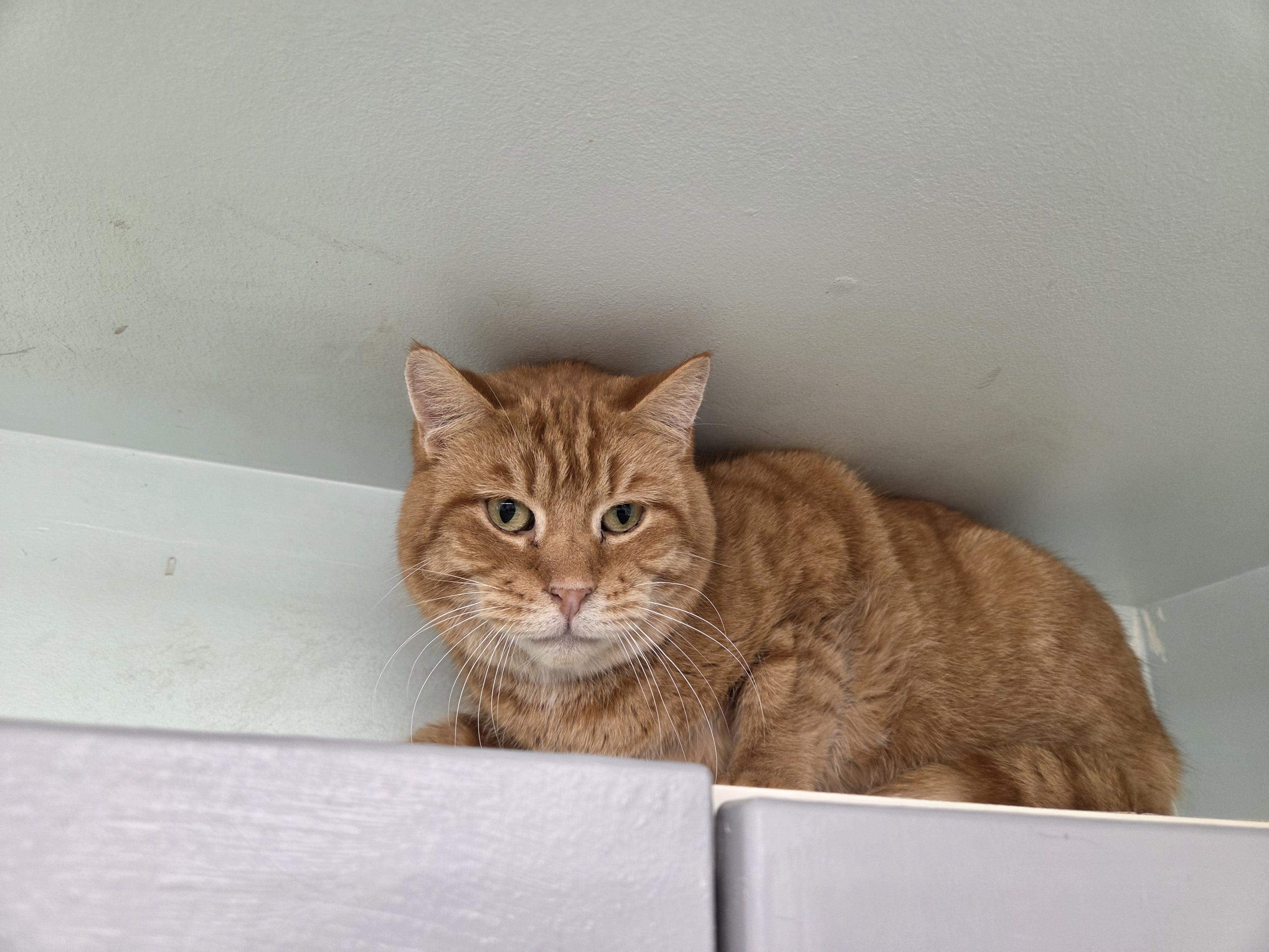 Enlarge Moth, a ADOPTABLE mixed breed in Carsonville, MI image 5/5