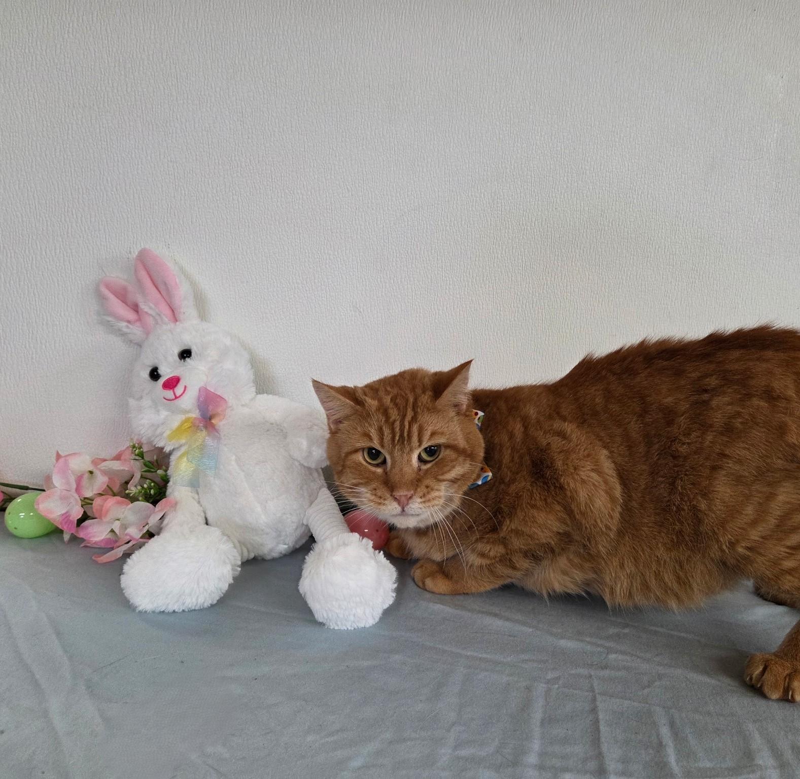 Enlarge Moth, a ADOPTABLE mixed breed in Carsonville, MI image 1/3