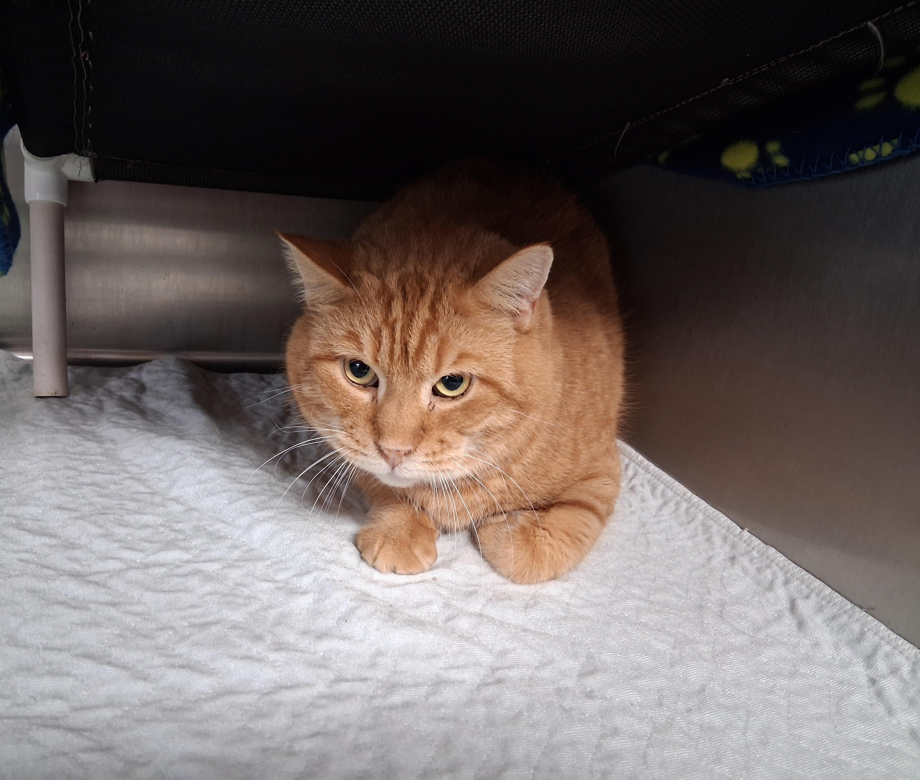 Enlarge Moth, a ADOPTABLE mixed breed in Carsonville, MI image 3/3